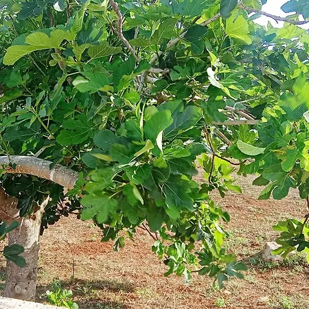 Country - Con Piscina 10 Posti - Salento אכסניה אוג'נטו